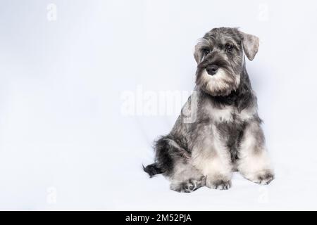 Schnauzer dog white-grey sits and looks at you on a white background, copy space. Sad puppy miniature schnauzer. Close-up portrait of a dog on a white Stock Photo