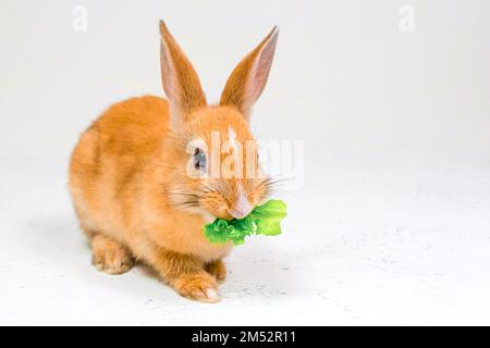 Red rabbit sits on a white background and eats a green leaf of lettuce Stock Photo