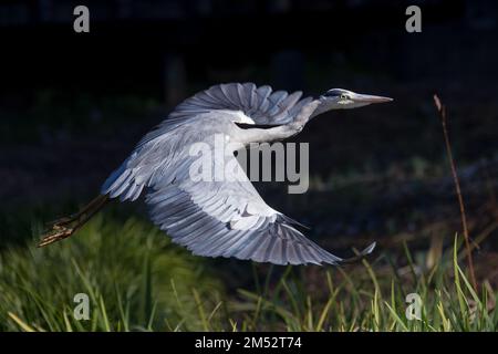 A grey heron (Ardea cinerea) in Izumi  no Mori park, Kanagawa, Japan. Stock Photo