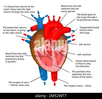 Heart of body in terms of animation structure isolated on a white background Vector Illustration. Anatomy, medicine, human organ that pumps blood, str Stock Vector