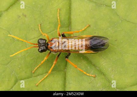 Natural dorsal closeup on the black and orange colored sawfly,Tenthredo campestris, sitting on a green leaf Stock Photo