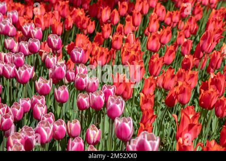 Red and pink tulips in garden Stock Photo