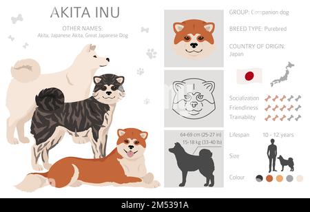 Akita Inu all colours clipart. Different coat colors set. Vector illustration Stock Vector