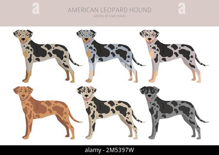 Catahoula Leopard dog clipart. All coat colors set. Different position ...