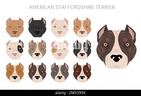 American staffordshire terrier clipart. Coat colors set.  All dog breeds characteristics infographic. Vector illustration Stock Vector