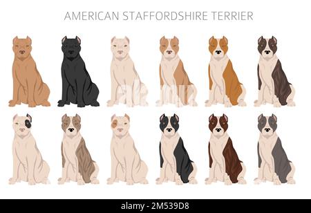 American staffordshire terrier clipart. Coat colors set.  All dog breeds characteristics infographic. Vector illustration Stock Vector