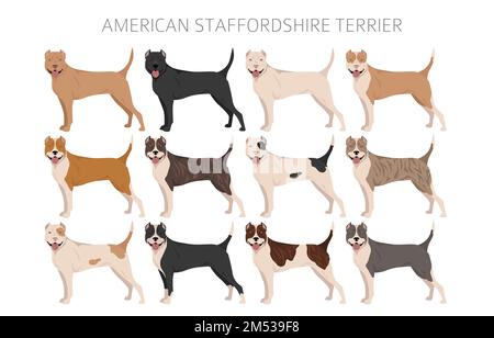 American staffordshire terrier clipart. Coat colors set.  All dog breeds characteristics infographic. Vector illustration Stock Vector