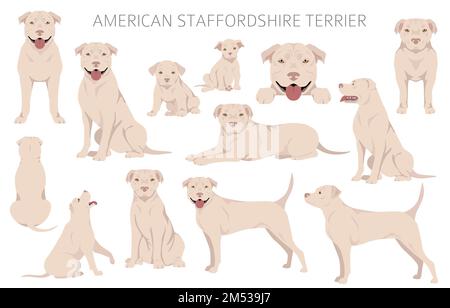 American staffordshire terrier clipart. Coat colors set.  All dog breeds characteristics infographic. Vector illustration Stock Vector