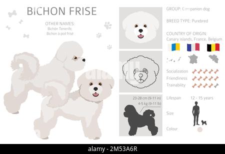 Bichon frise clipart. Different coat colors and poses set.  Vector illustration Stock Vector