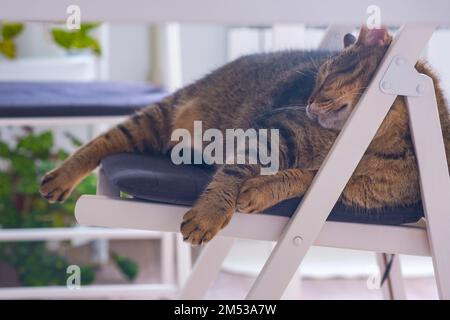 Cat sleeping under a table on a chair peacefully. Cat lazy sleeping under table. Home life with a pet Stock Photo