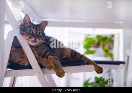 Funny gray cat lying under a table on a chair peacefully. The concept of comfort. Home life with a pet Stock Photo