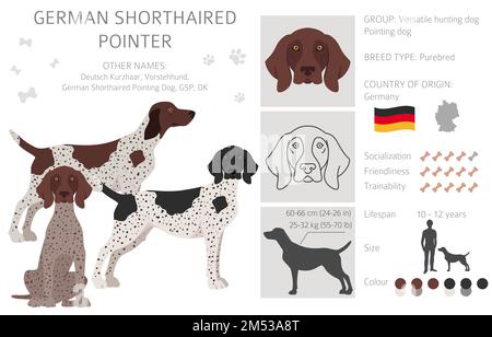 German shorthaired pointer clipart. Different poses, coat colors set.  Vector illustration Stock Vector