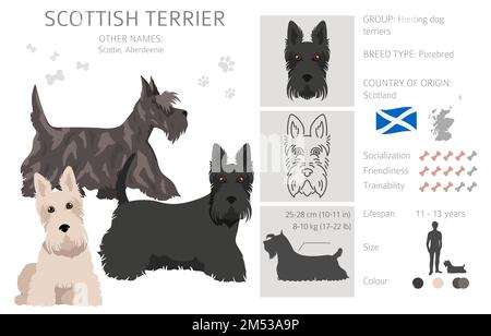 Scottish terrier dogs in different poses and coat colors. Adult and puppy scottie set.  Vector illustration Stock Vector