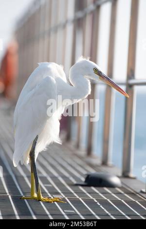 A white heron sitting on a pier of the Red Sea, waiting for its prey. Stock Photo