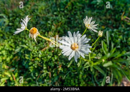 MARGUERITE OR BELLIS PERENNIS OR WILD DAISY FLOWERS GROWING ON MEADOW, WHITE CHAMOMILES ON GREEN GRASS BACKGROUND. OXEYE DAISY, LEUCANTHEMUM VULGARE, Stock Photo