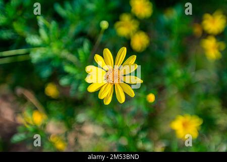 A SHOWY GOLDENEYE FLOWERING IN THE MIDDLE OF SUMMER, DA LAT, VIETNAM ...