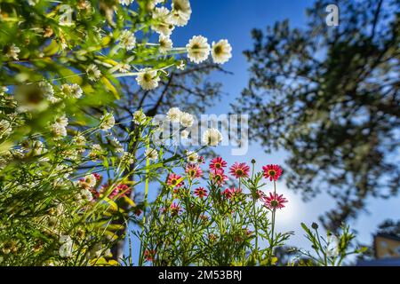 MARGUERITE OR BELLIS PERENNIS OR WILD DAISY FLOWERS GROWING ON MEADOW, WHITE CHAMOMILES ON GREEN GRASS BACKGROUND. OXEYE DAISY, LEUCANTHEMUM VULGARE, Stock Photo