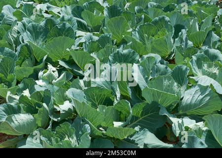 close-up of cabbage plantation, organic vegetable farming on sunny day, taken in full frame with selective focus Stock Photo