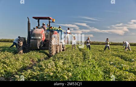 Watermelon 'Citrullus lanatus', IH Tractor,  hispanic workers harvesting loading trailer in field, early September, California. Stock Photo