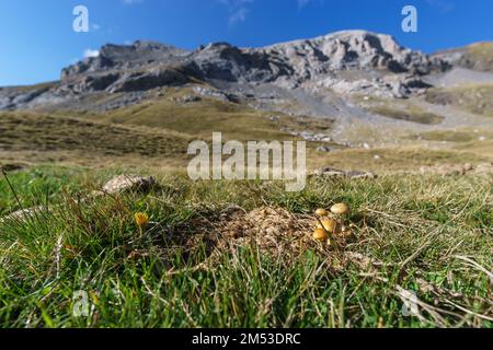 Yellow mushrooms growing out of a cow dung on a meadow in the pyrenees mountains Stock Photo