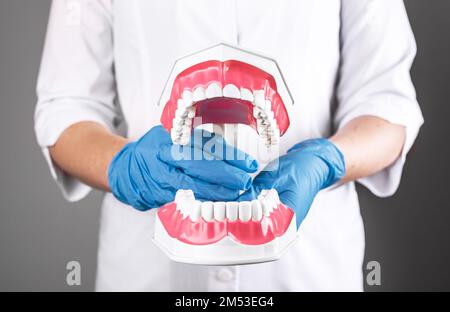 Dentist with open teeth jaw model in hand. Dentistry and stomatology concept. High quality photo Stock Photo