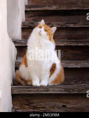 Beautiful fluffy cat is sitting on wooden stairs outdoors and looking up. Stock Photo