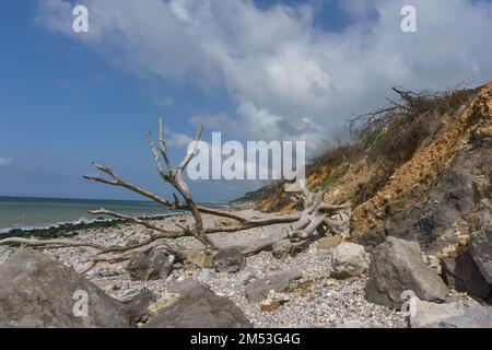 Dead tree branch on a stone beach on a sunny summer day, Normandie, France Stock Photo