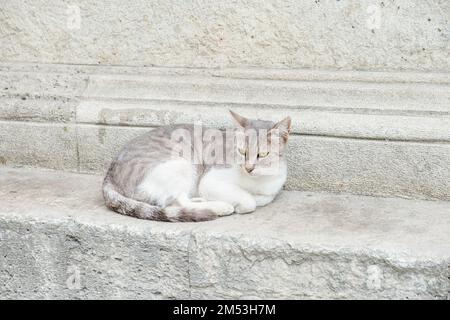 A gray cat lies next to a concrete wall. Stock Photo
