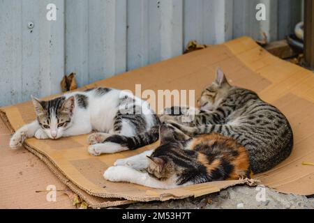 Homeless kittens sleep on cardboard by the wall. Stock Photo