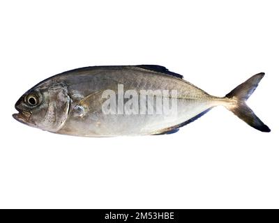 Man holding blue runner fish;Corpus christi texas usa Stock Photo - Alamy