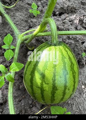 Watermelon Fruit Growing in a Soil Stock Photo - Alamy