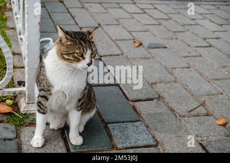 The cat is sitting on a concrete tile next to the fence. Stock Photo