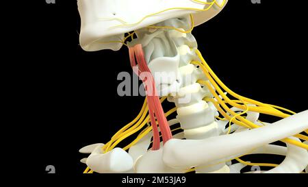 Sternohyoid Muscle anatomy for medical concept 3D illustration Stock Photo