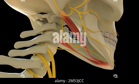 Digastric Muscle anatomy for medical concept 3D illustration Stock Photo