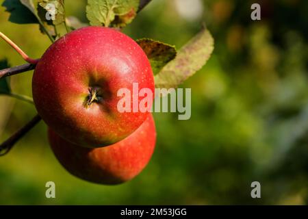 Ripe red apple growing on a tree in garden, closeup detail during sunny day Stock Photo