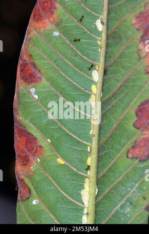 Seychelles scale, Icerya seychellarum (Hemiptera: Monophlebidae) is the dangerous pest of avocado, mango and citrus trees in the Mediterranean Basin. Stock Photo