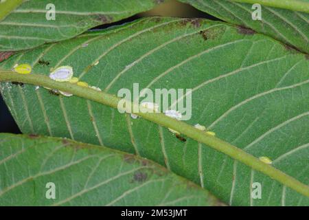Seychelles scale, Icerya seychellarum (Hemiptera: Monophlebidae) is the dangerous pest of avocado, mango and citrus trees in the Mediterranean Basin. Stock Photo