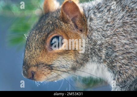 Gray squirrel close-up Stock Photo