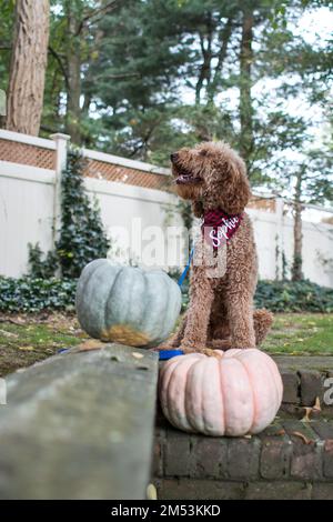 Vertical shot of fluffy Labradoodle dog in red bandana saying "Sophie" next to pumpkins in the house yard, concept of halloween Stock Photo