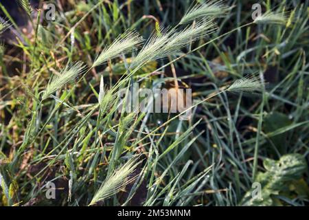 Foxtails  with dew on them seen up close Stock Photo
