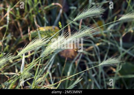 Foxtails  with dew on them seen up close Stock Photo