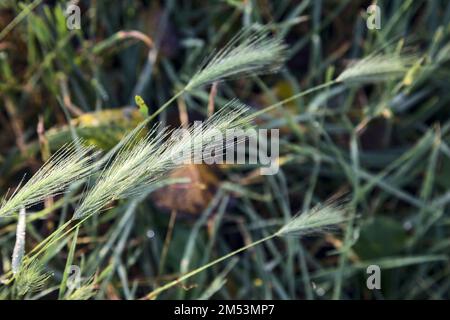 Foxtails  with dew on them seen up close Stock Photo