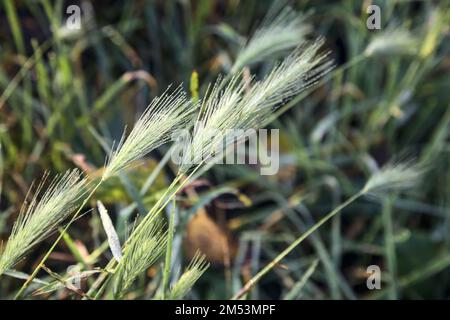 Foxtails  with dew on them seen up close Stock Photo
