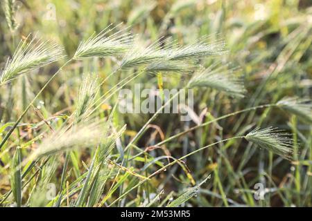 Foxtails  with dew on them seen up close Stock Photo