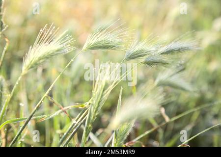 Foxtails  with dew on them seen up close Stock Photo