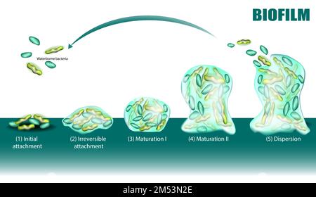 Biofilm Formation. Stages Of Biofilm Development. Life Cycle Of ...