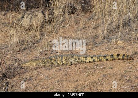 Nile crocodile (Crocodylus miloticus) sleeping in the vegetation near a water hole, Mabula, South Africa Stock Photo