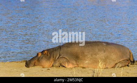 Near sunset, hippo taking the weight off its feet by the water's edge, Mabula, South Africa Stock Photo