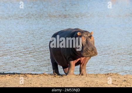 Hippo (Hippopotamus amphibius) on the lake bank near sunset, Mabula, South Africa Stock Photo