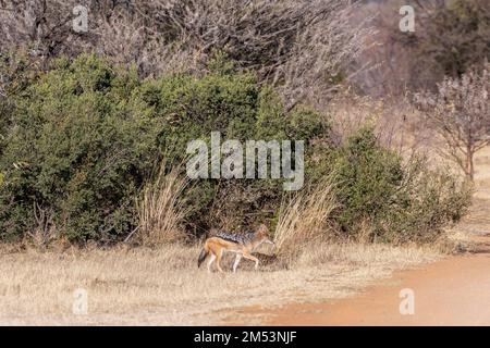 Black-backed jackal in dried grasses, Mabula, South Africa. Stock Photo
